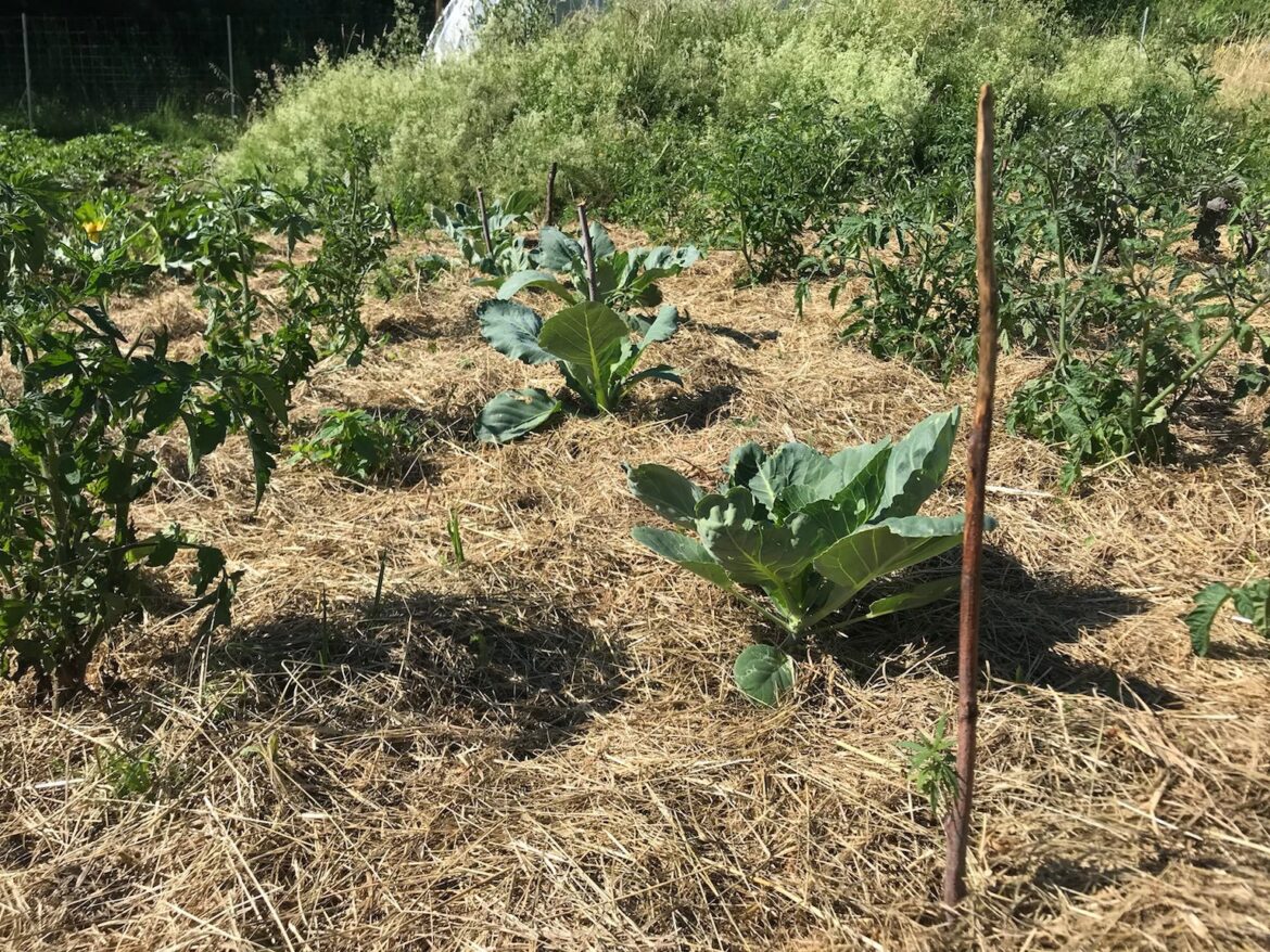 Mulchen im Garten Verantwortung Erde