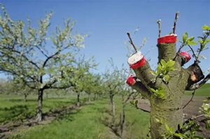 Veredeln mit Max Schöffmann-  künstliche vegetative Vermehrung von Gehölzen @ Freiraum Erde